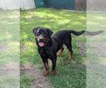 Small Rottweiler
