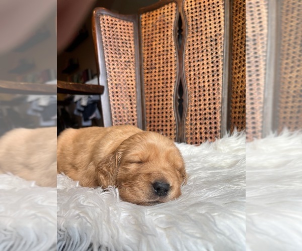 Medium Photo #3 Golden Retriever Puppy For Sale in VANCOUVER, WA, USA