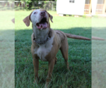 Small Photo #8 Australian Shepherd-Unknown Mix Puppy For Sale in Decatur, GA, USA