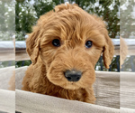 Small #4 Goldendoodle Mix
