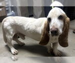 Small Basset Hound