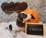 Puppy Puppy 3 Dachshund