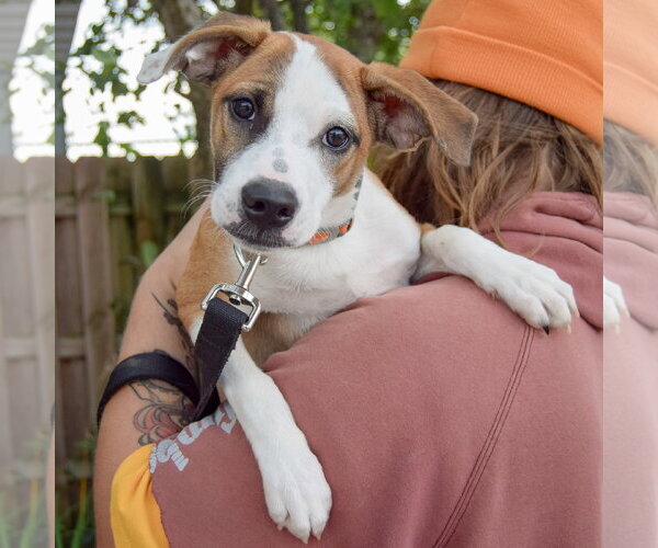 Medium Photo #5 Boxer-German Shepherd Dog Mix Puppy For Sale in Huntley, IL, USA