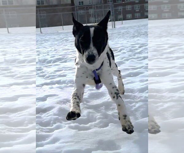 Medium Photo #1 Mutt Puppy For Sale in Westmont, IL, USA