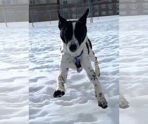 Mutt Dogs for adoption in Westmont, IL, USA