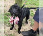 Small #1 Labradoodle