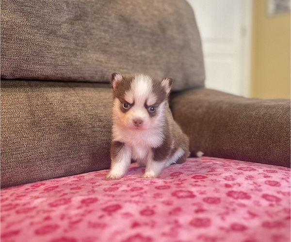 Medium Photo #3 Pomsky Puppy For Sale in DRACUT, MA, USA
