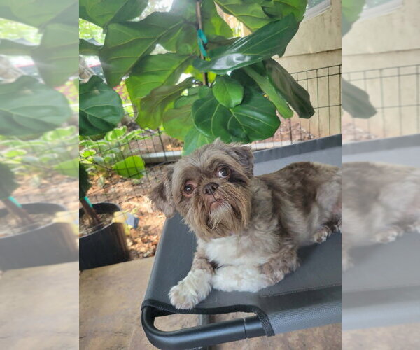 Medium Photo #5 Shih Tzu-Unknown Mix Puppy For Sale in Andover, MN, USA