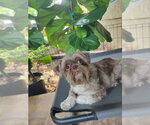 Small #4 Shih Tzu Mix