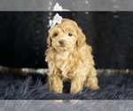 Puppy Alice Maltipoo