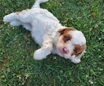 Small #10 Bernedoodle (Miniature)