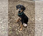 Small Photo #11 Doberman Pinscher-Unknown Mix Puppy For Sale in Buffalo, MN, USA