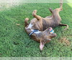 Small #6 American Pit Bull Terrier Mix