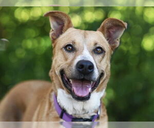 Carolina Dog-Unknown Mix Dogs for adoption in Tavares, FL, USA
