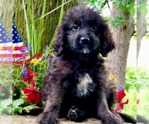 Goldendoodle (Miniature) Puppy for sale in DRY RUN, PA, USA