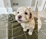 Puppy BOB Zuchon
