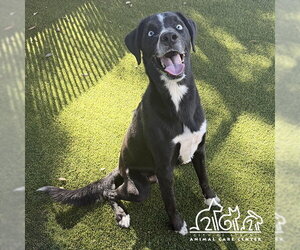 Labsky Dogs for adoption in Irvine, CA, USA
