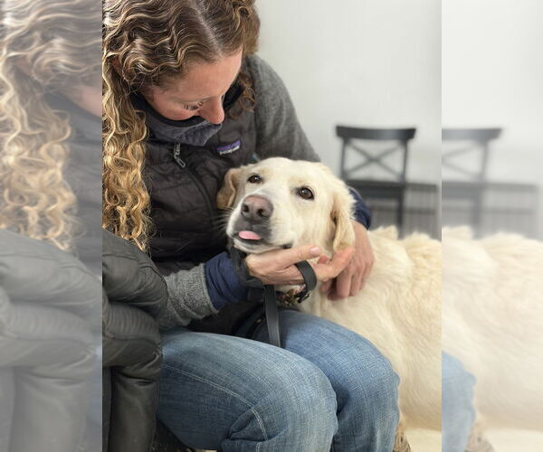 Medium Photo #8 Labrador Retriever-Unknown Mix Puppy For Sale in Brewster, NY, USA