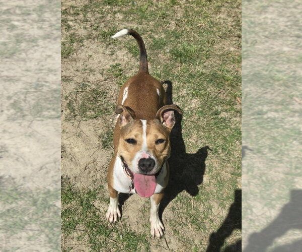 Medium Photo #8 Jack Russell Terrier-Unknown Mix Puppy For Sale in Glen Allen, VA, USA