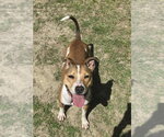 Small #7 Jack Russell Terrier Mix