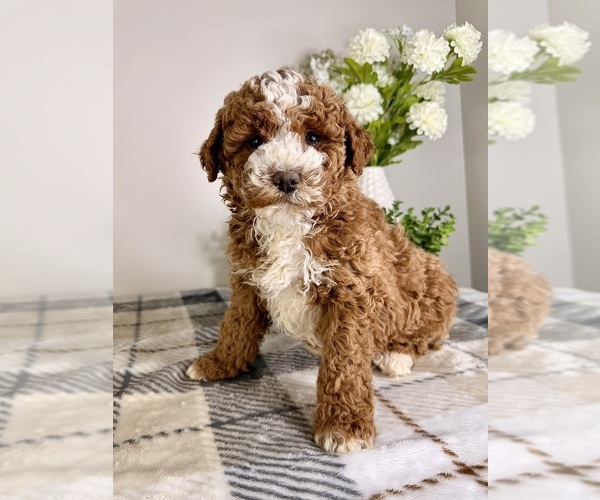 Medium Photo #5 Goldendoodle (Miniature) Puppy For Sale in GREENFIELD, IN, USA