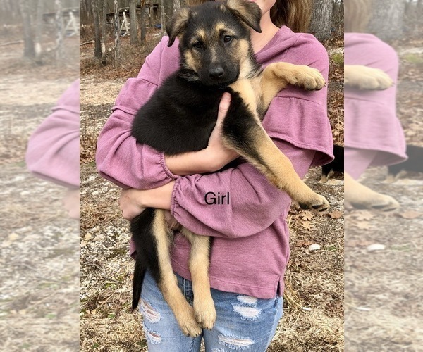 Medium Photo #1 German Shepherd Dog Puppy For Sale in CARNESVILLE, GA, USA