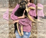 Small Photo #1 German Shepherd Dog Puppy For Sale in CARNESVILLE, GA, USA