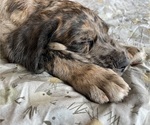 Small Photo #35 Boxer-Poodle (Standard) Mix Puppy For Sale in WEST POINT, VA, USA