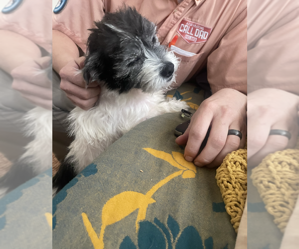 Medium Photo #3 Mutt Puppy For Sale in Candler, NC, USA