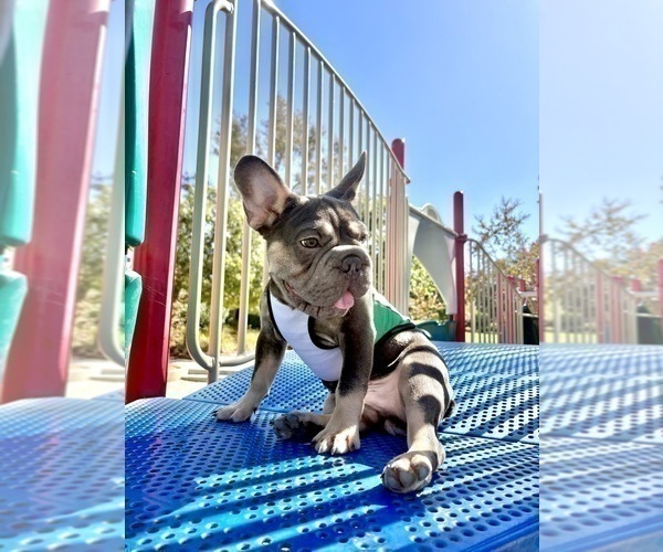 Medium Photo #1 French Bulldog Puppy For Sale in CORPUS CHRISTI, TX, USA