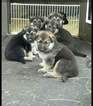 Small Photo #1 German Shepherd Dog Puppy For Sale in DIME BOX, TX, USA