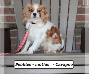 Mother of the Cavapoo puppies born on 06/06/2025