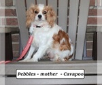 Small Photo #1 Cavapoo Puppy For Sale in CLARKRANGE, TN, USA