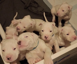 Dogo Argentino Puppy for Sale in BRANDON, Mississippi USA