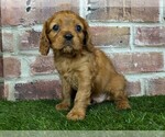 Small #10 Cavalier King Charles Spaniel