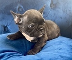 Small #4 French Bulldog