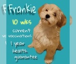 Image preview for Ad Listing. Nickname: Frankie