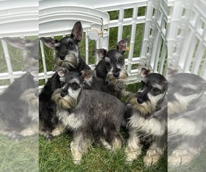Schnauzer (Miniature) Litter for sale in JEFFERSON, OR, USA