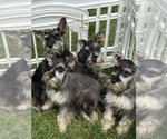 Small Schnauzer (Miniature)