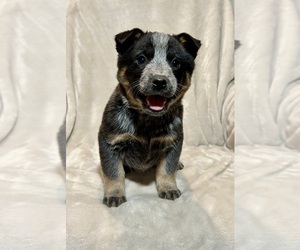 Australian Cattle Dog Puppy for sale in HILLSBORO, WI, USA