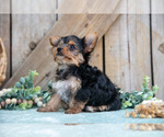 Small Photo #11 Yorkshire Terrier Puppy For Sale in GREENWICH, OH, USA