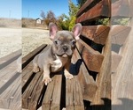 Small Photo #4 French Bulldog Puppy For Sale in SANTA CLARITA, CA, USA