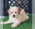 Small #1 Bichpoo