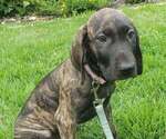 Puppy Puppy 2 Great Dane