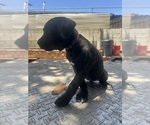 Small #1 Cane Corso