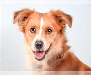 Medium Chihuahua Mix