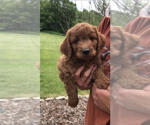 Goldendoodle-Poodle (Miniature) Mix Puppy for sale in RANDOLPH, WI, USA