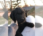 Small Photo #4 Labradoodle Puppy For Sale in ETOILE, KY, USA