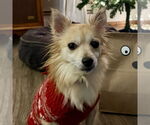 Small Pomeranian Mix