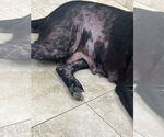 Small #16 Labrador Retriever Mix